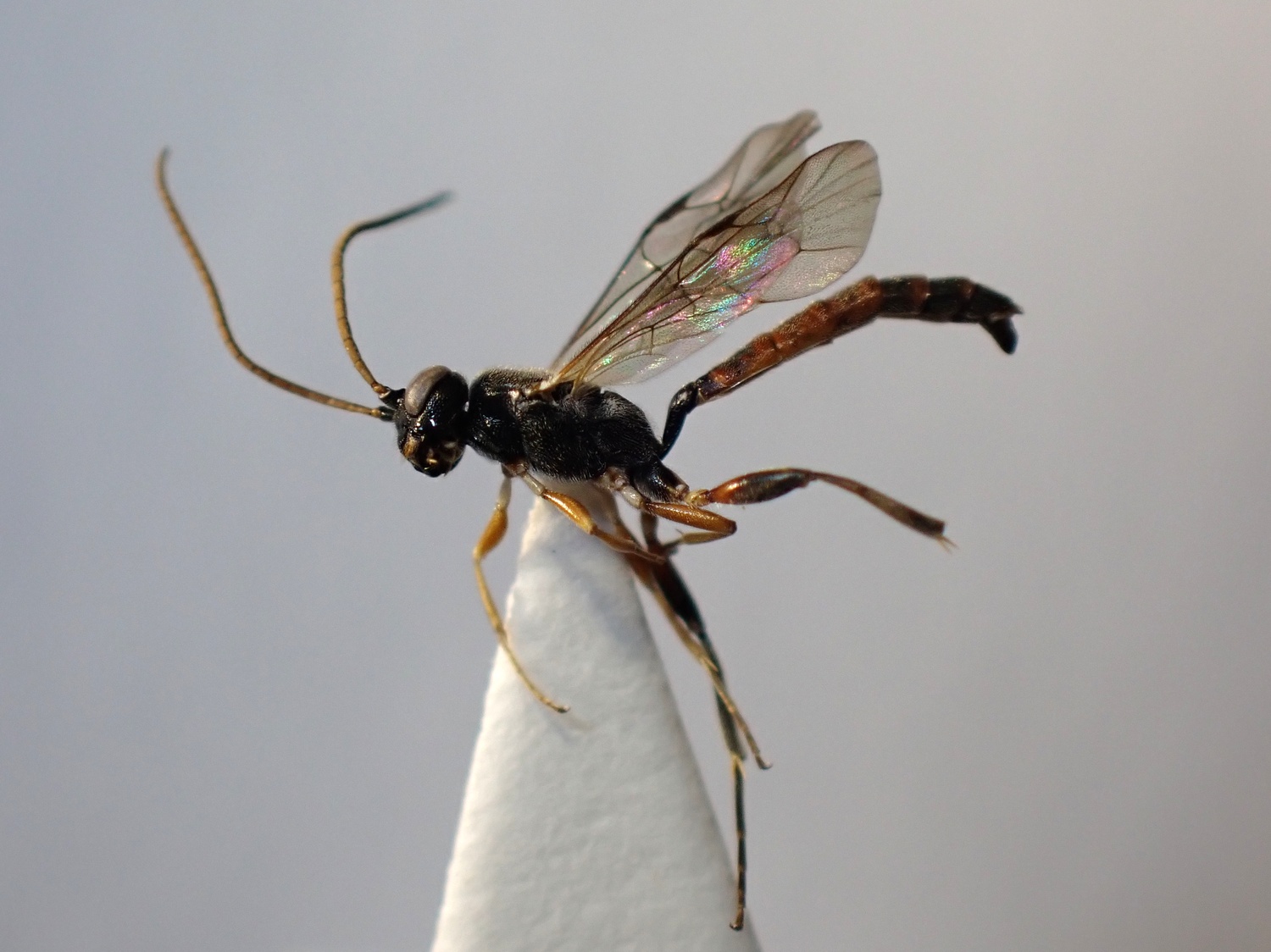 Aethecerus dispar