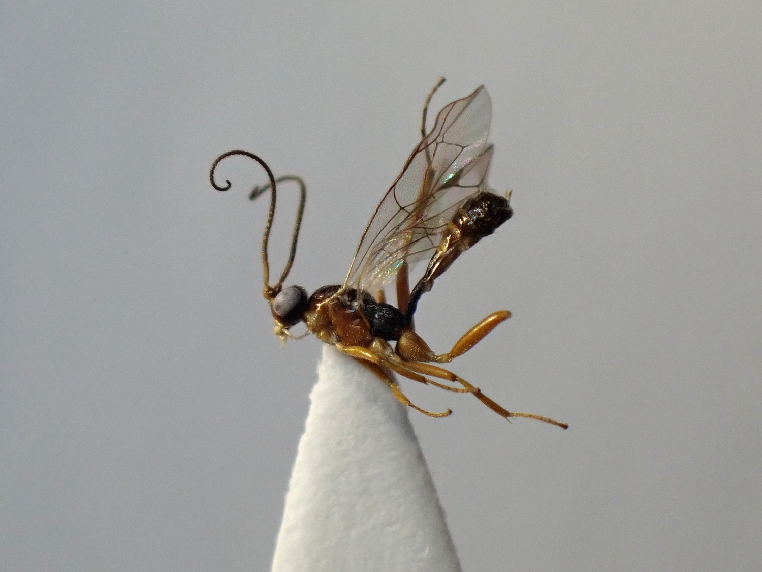 LIUW_26_294, Megastylus sp.