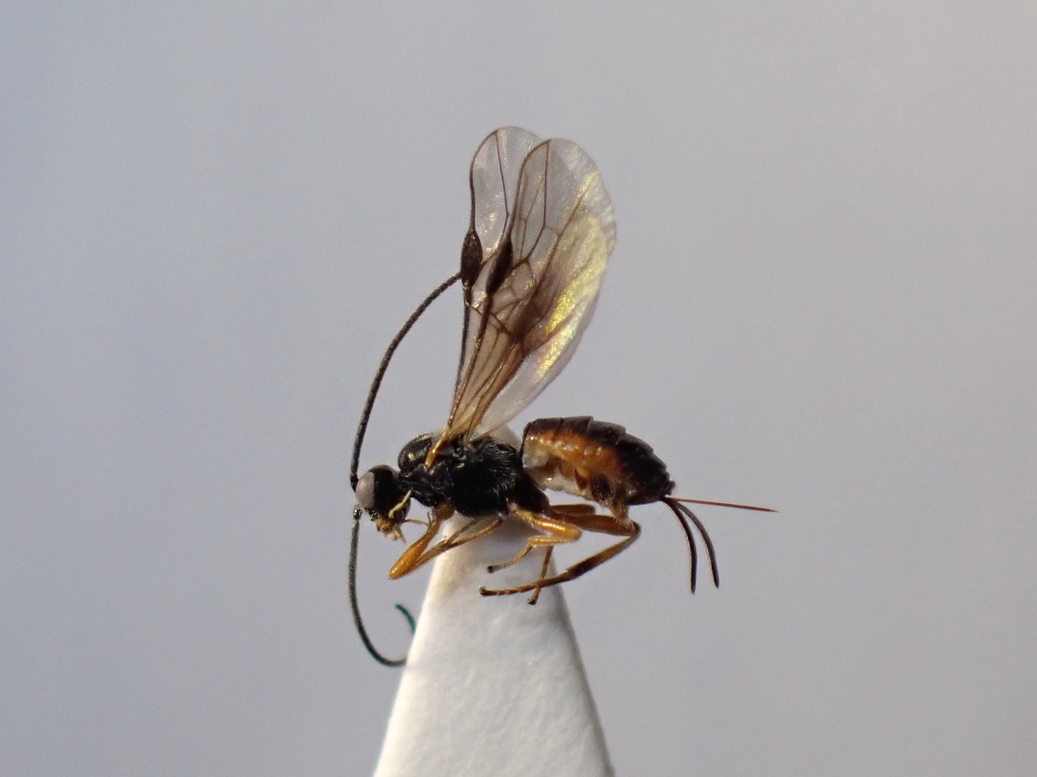 LIUW_26_295, Bracon sp.