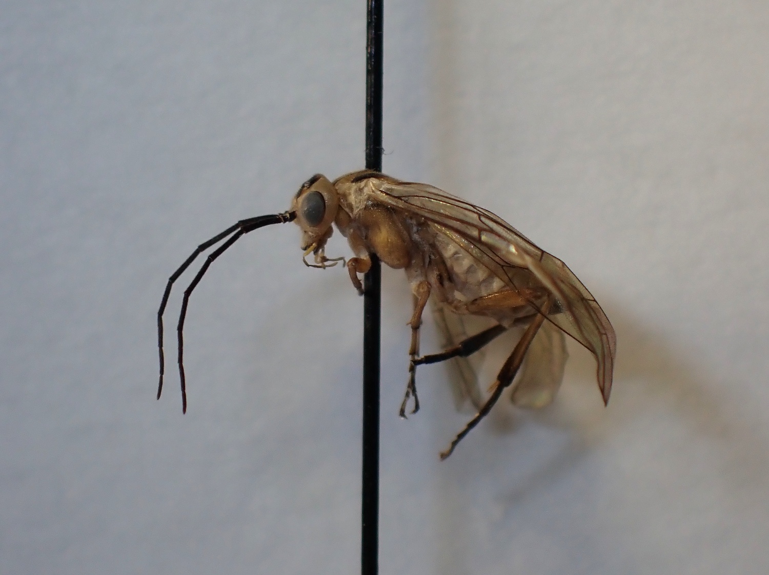 Euura scutellata