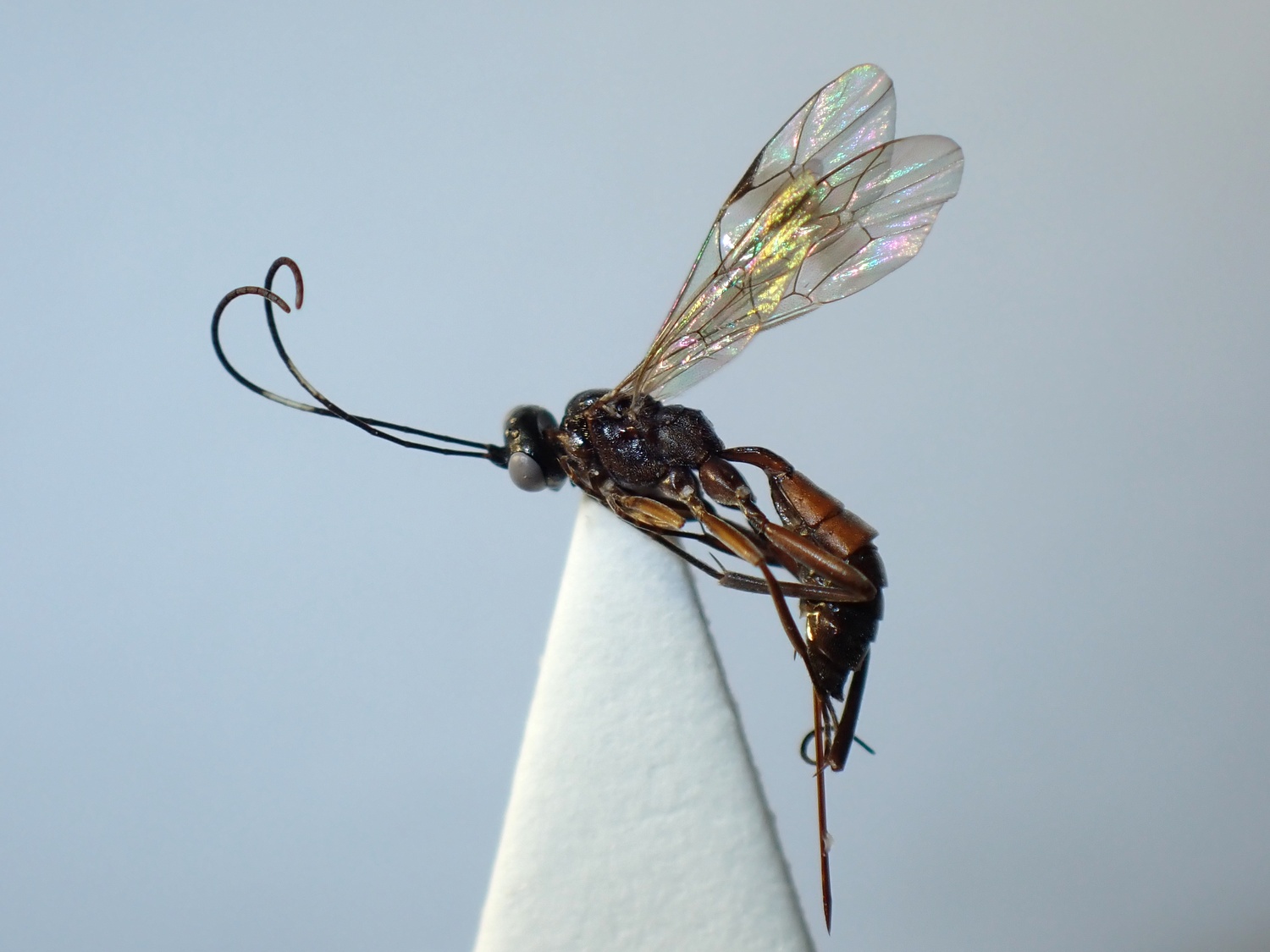LIUW_26_297, Cryptinae