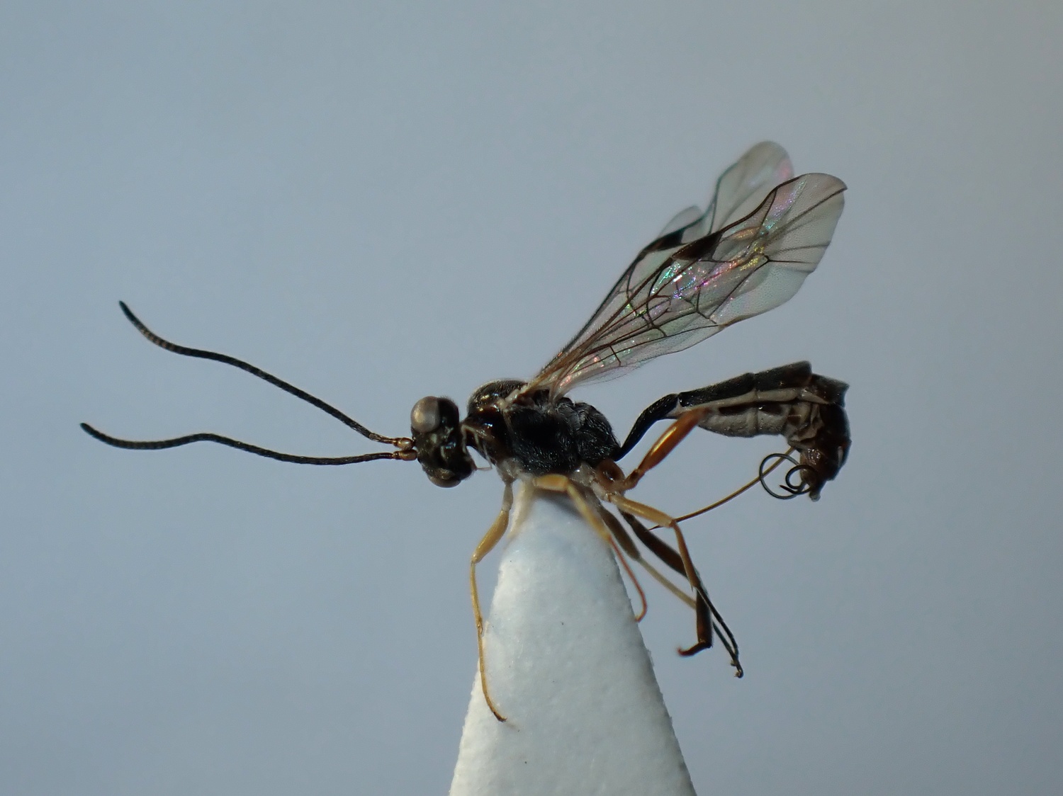 LIUW_26_298, Bathythrix sp.