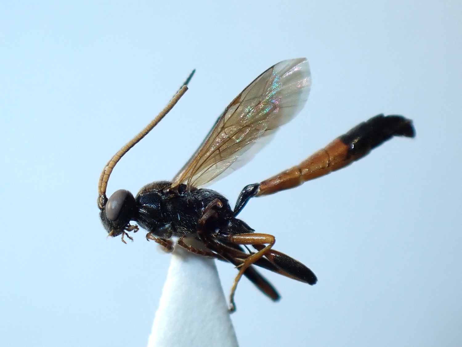 LIUW_26_301, Ichneumon oblongus