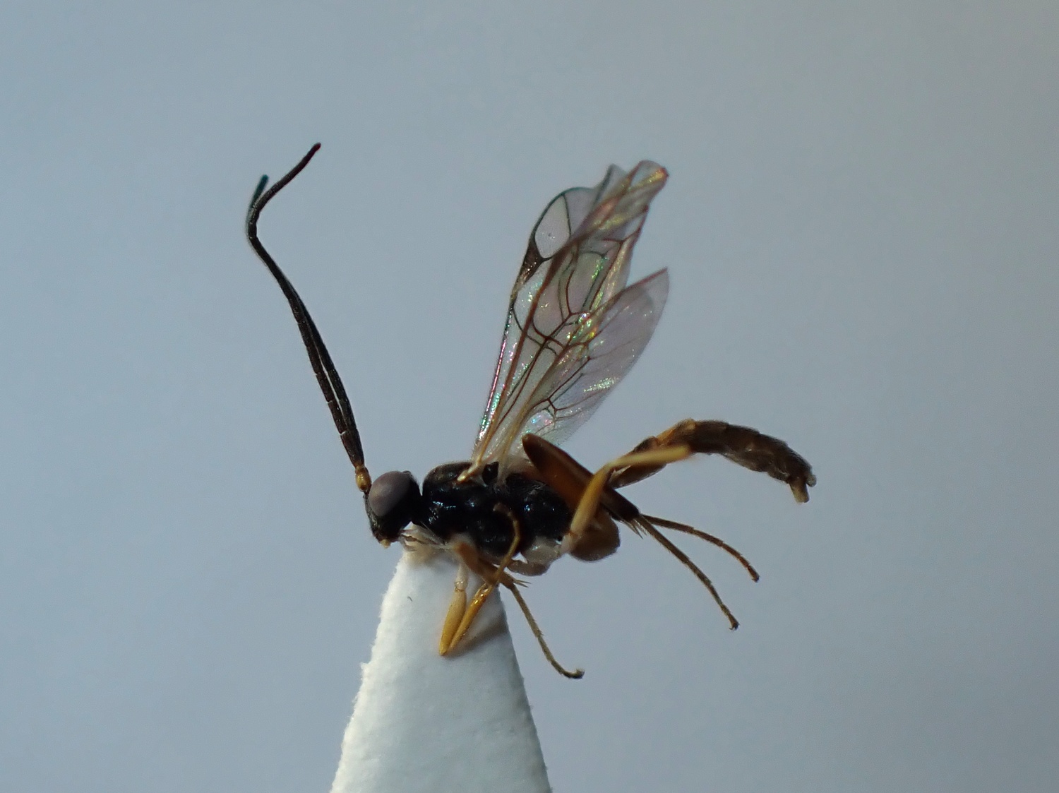 LIUW_26_302, Orthizema sp.