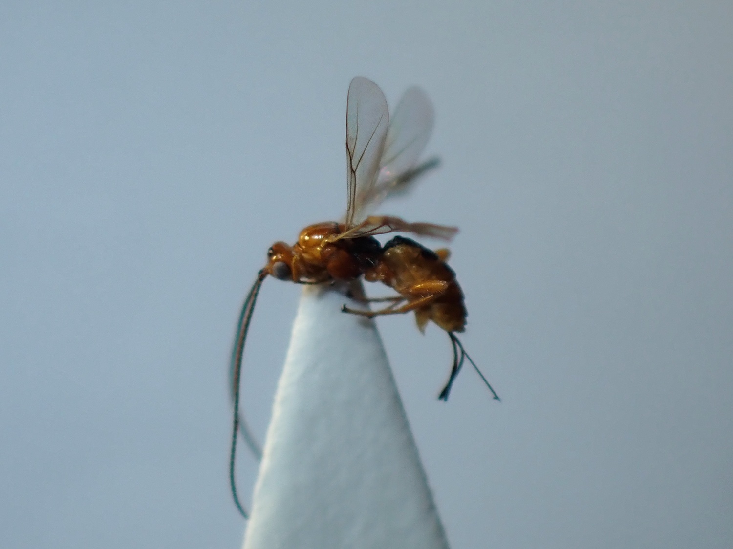 LIUW_26_303, Bracon sp.