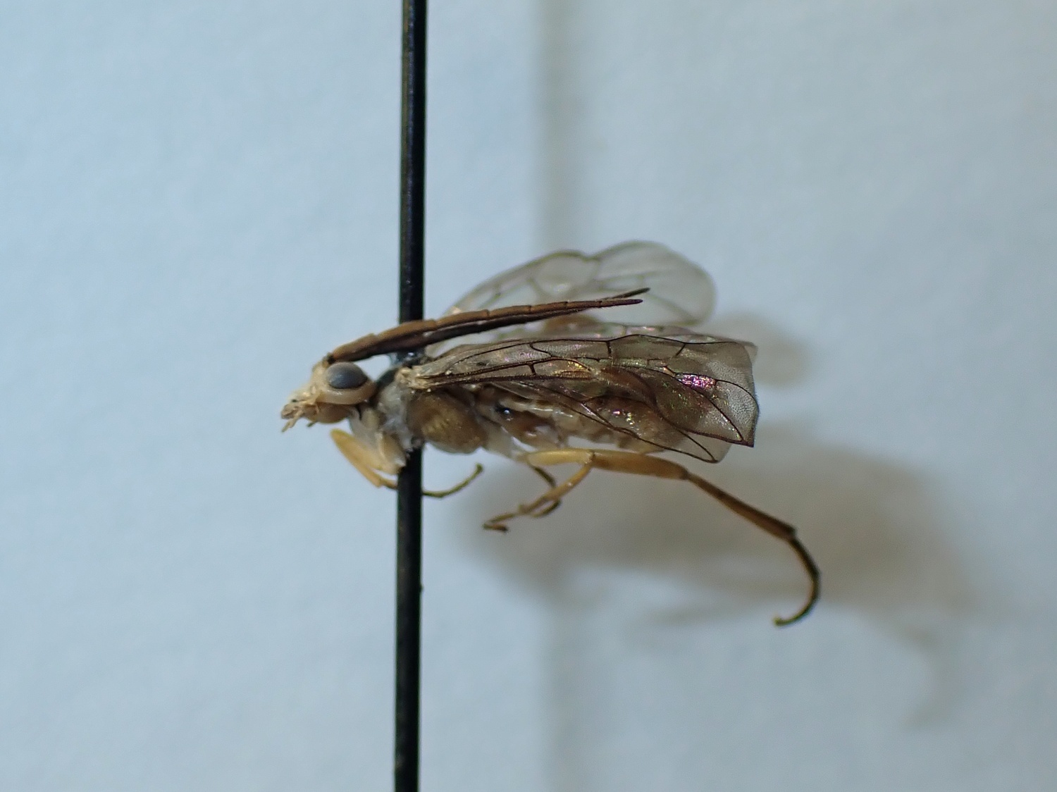 LIUW_26_304, Tenthredinidae