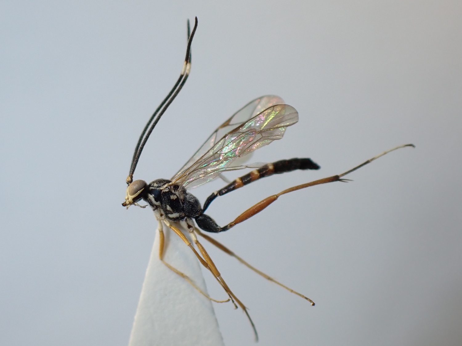 LIUW_26_305, Ischnus inquisitorius