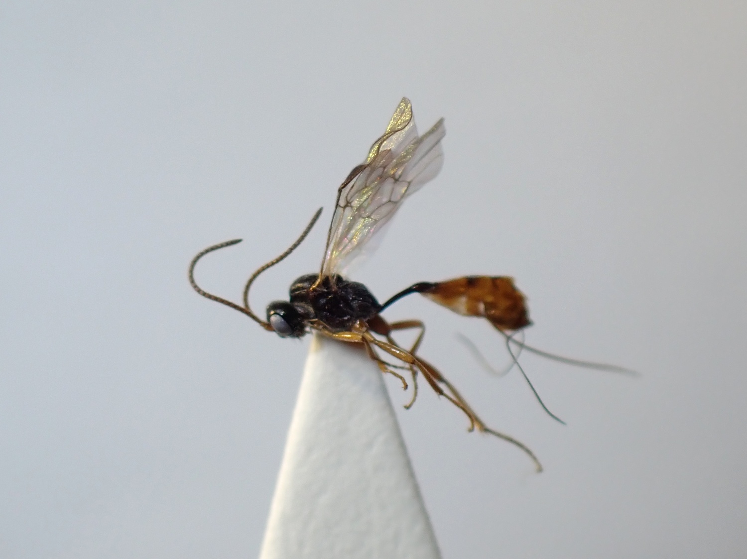 LIUW_26_306, Tersilochinae