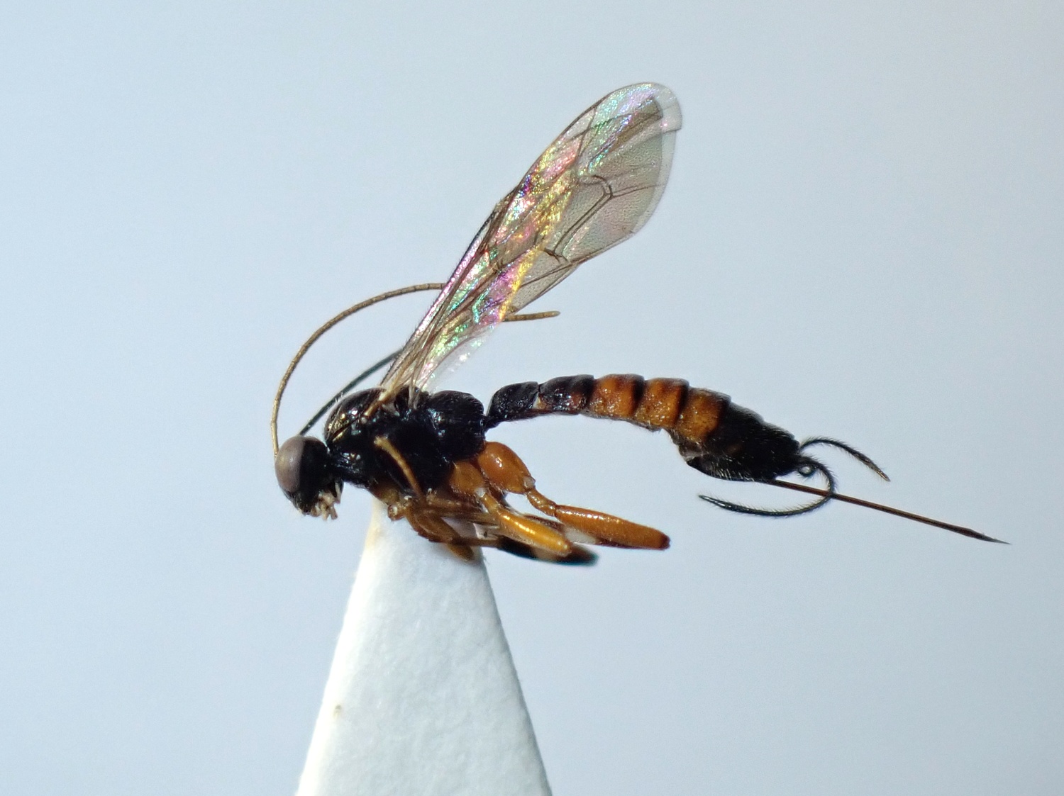 Zaglyptus varipes
