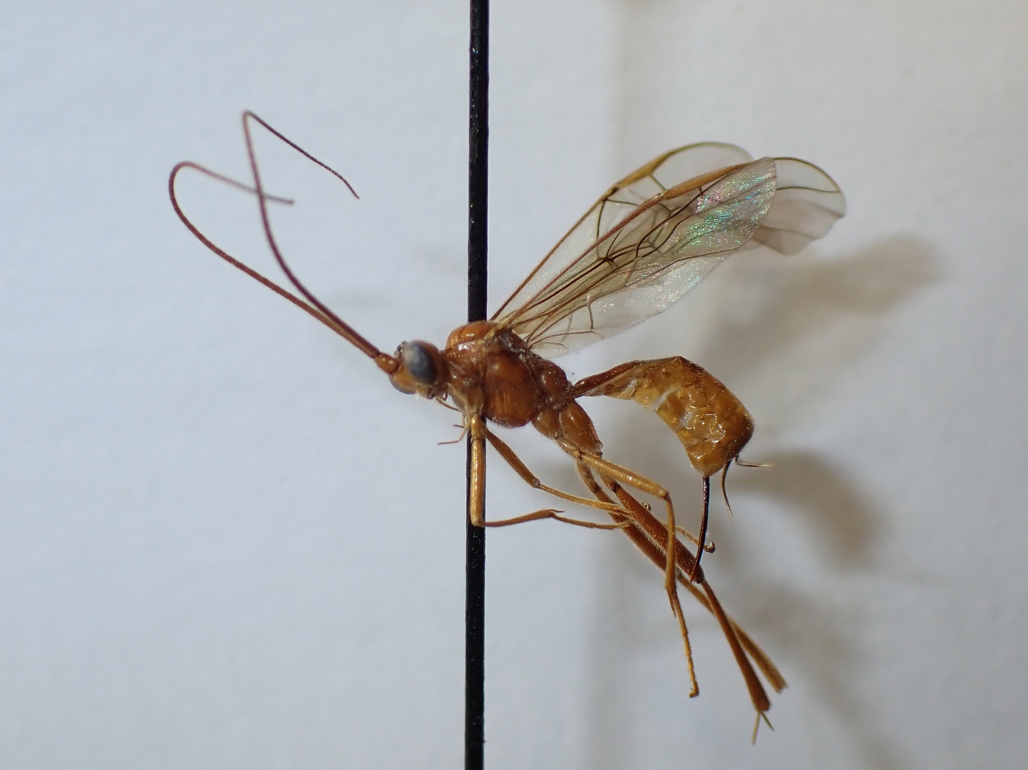 Homolobus annulicornis