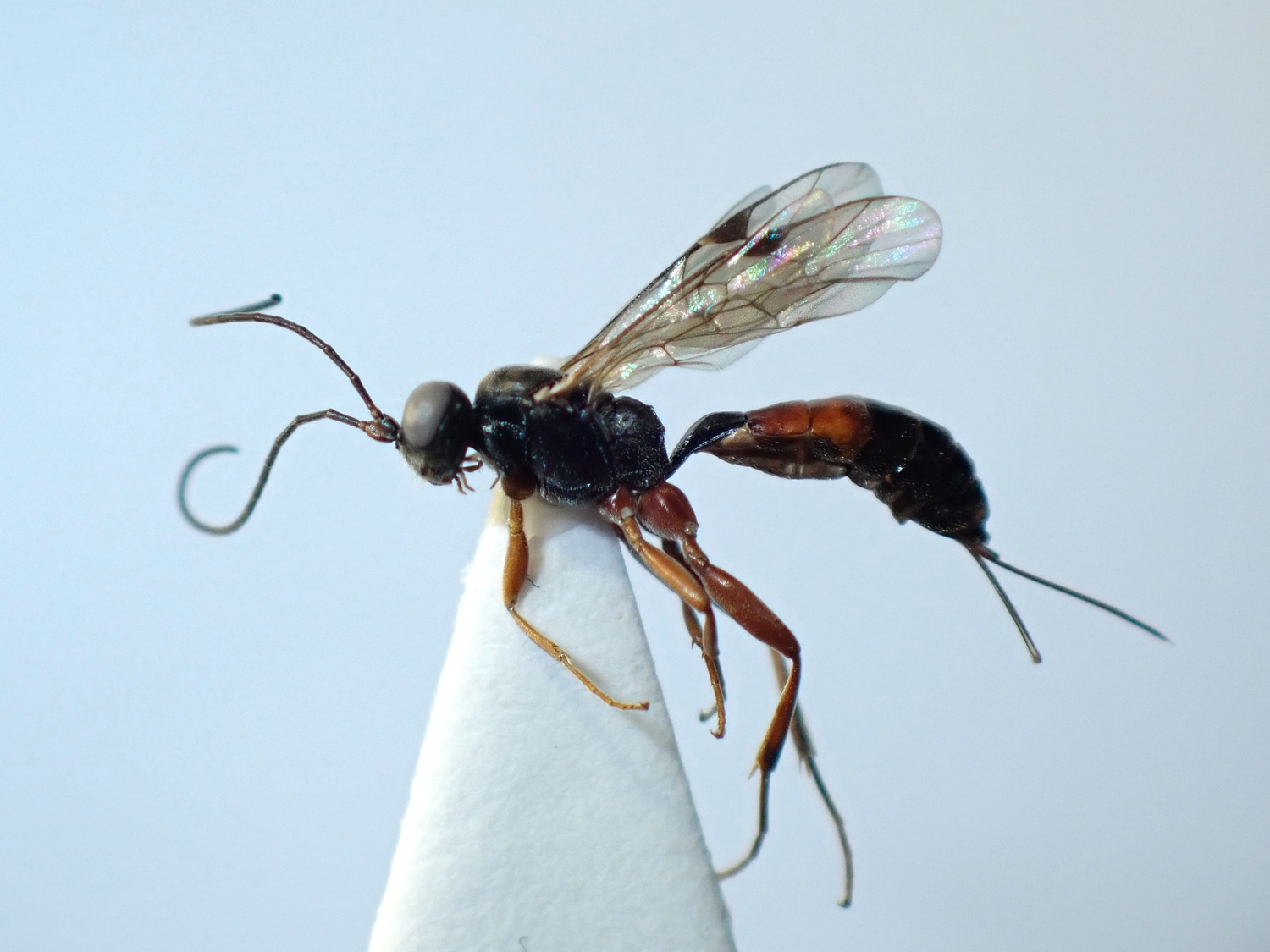 LIUW_26_309, Isadelphus sp.