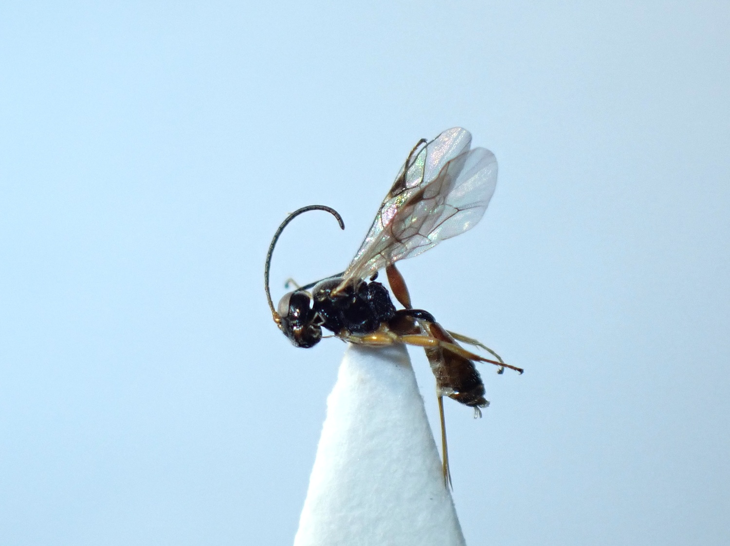 LIUW_26_310, Phygadeuontinae