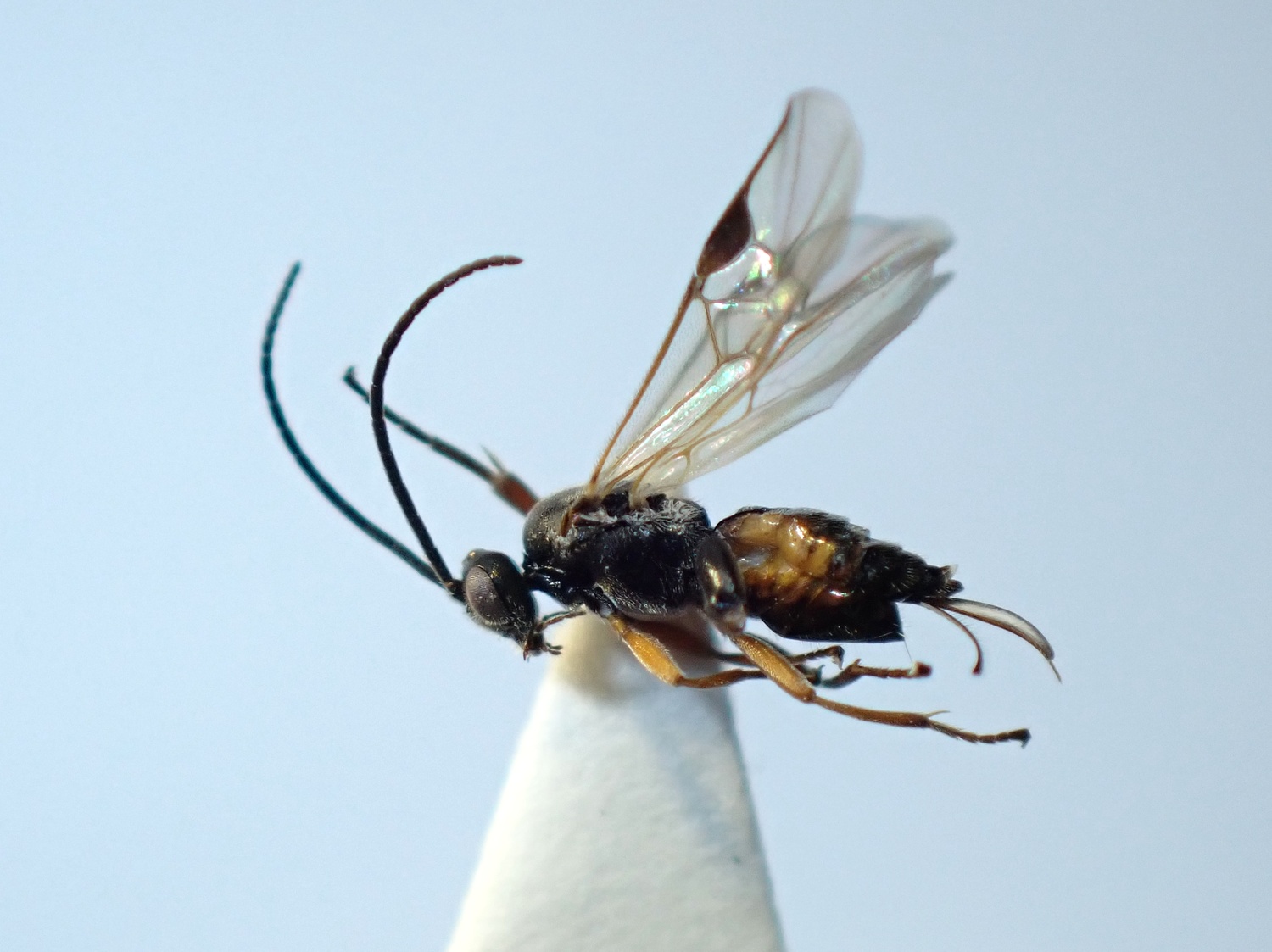 Sathon falcatus