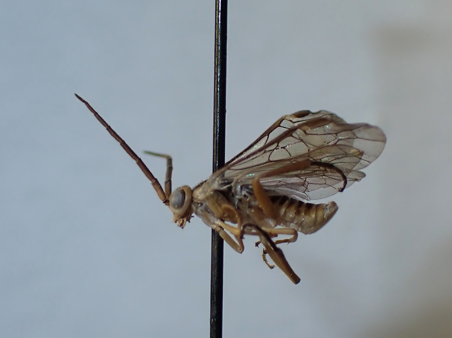 LIUW_26_312, Hymenoptera