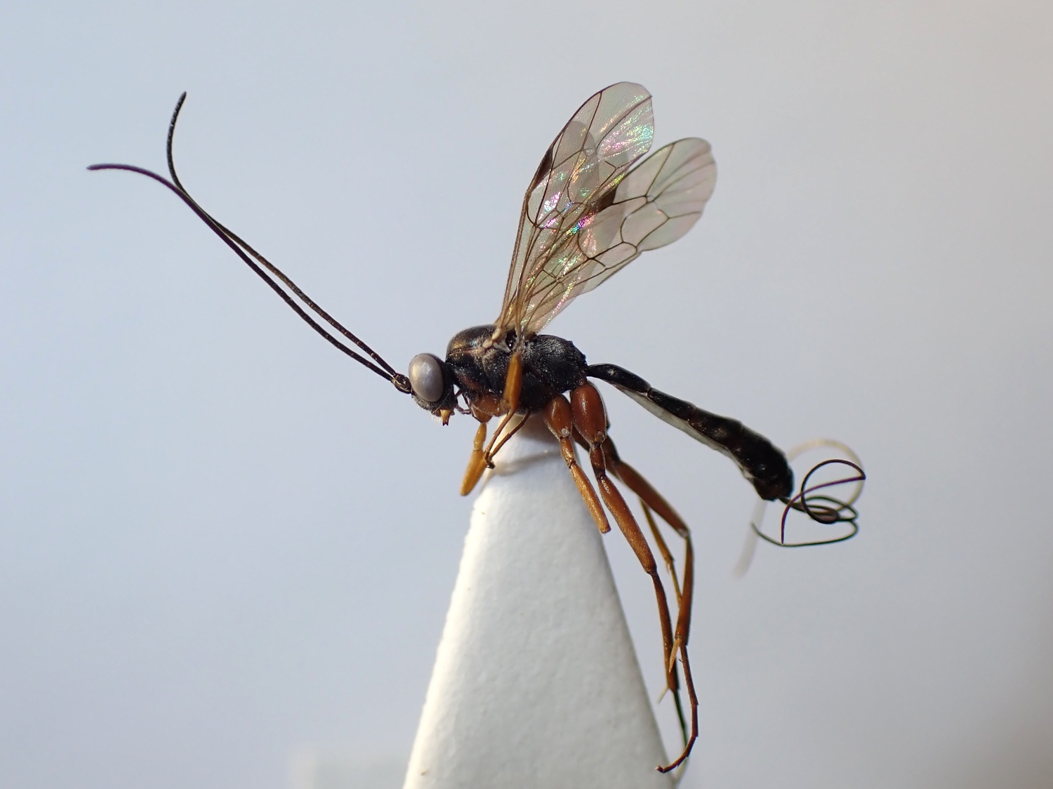 LIUW_26_313, Lissonota sp.