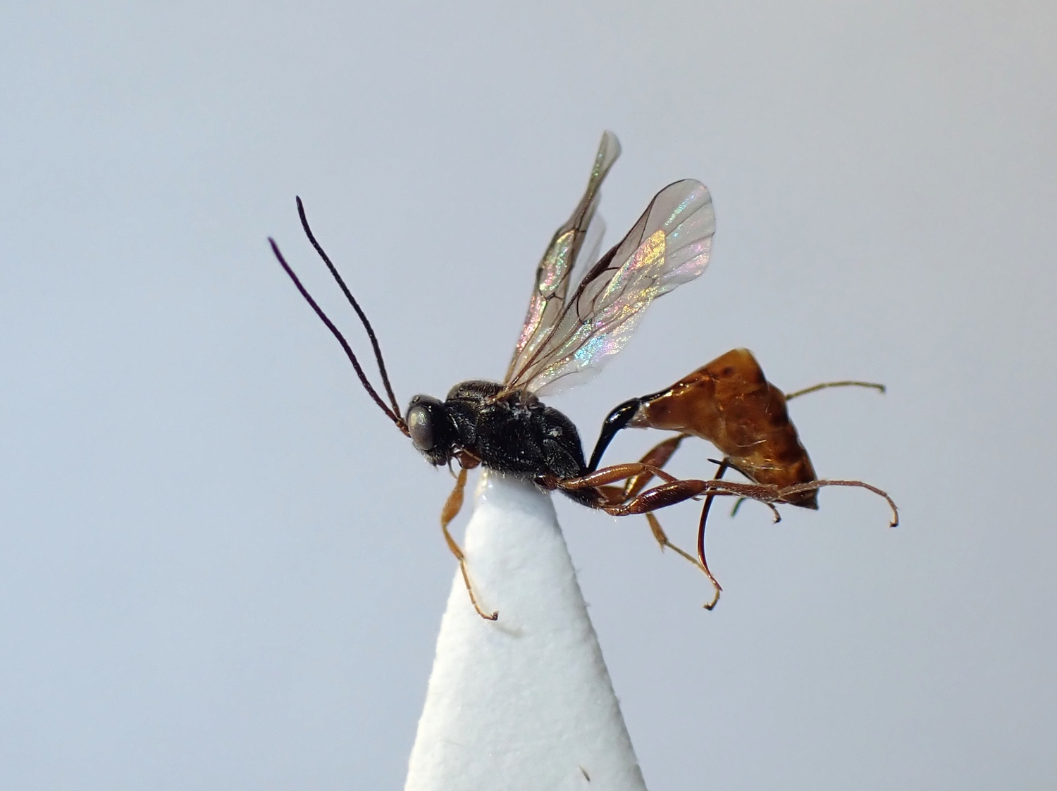 LIUW_26_314, Barycnemis sp.
