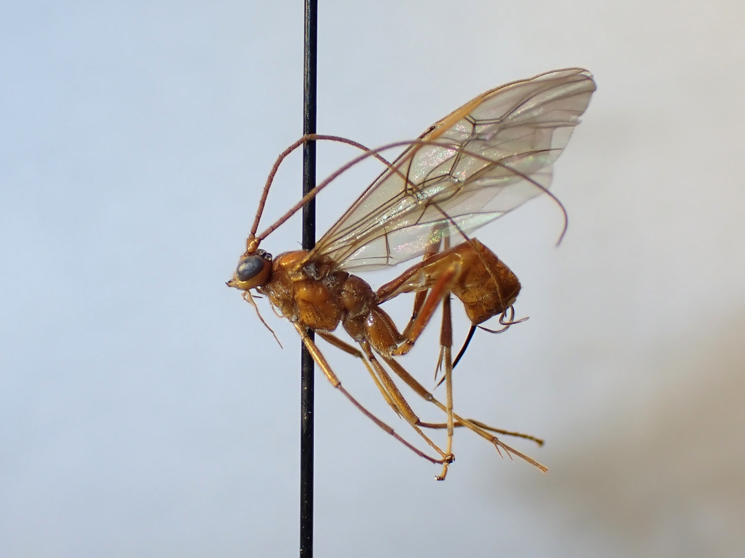 LIUW_26_316, Homolobus annulicornis