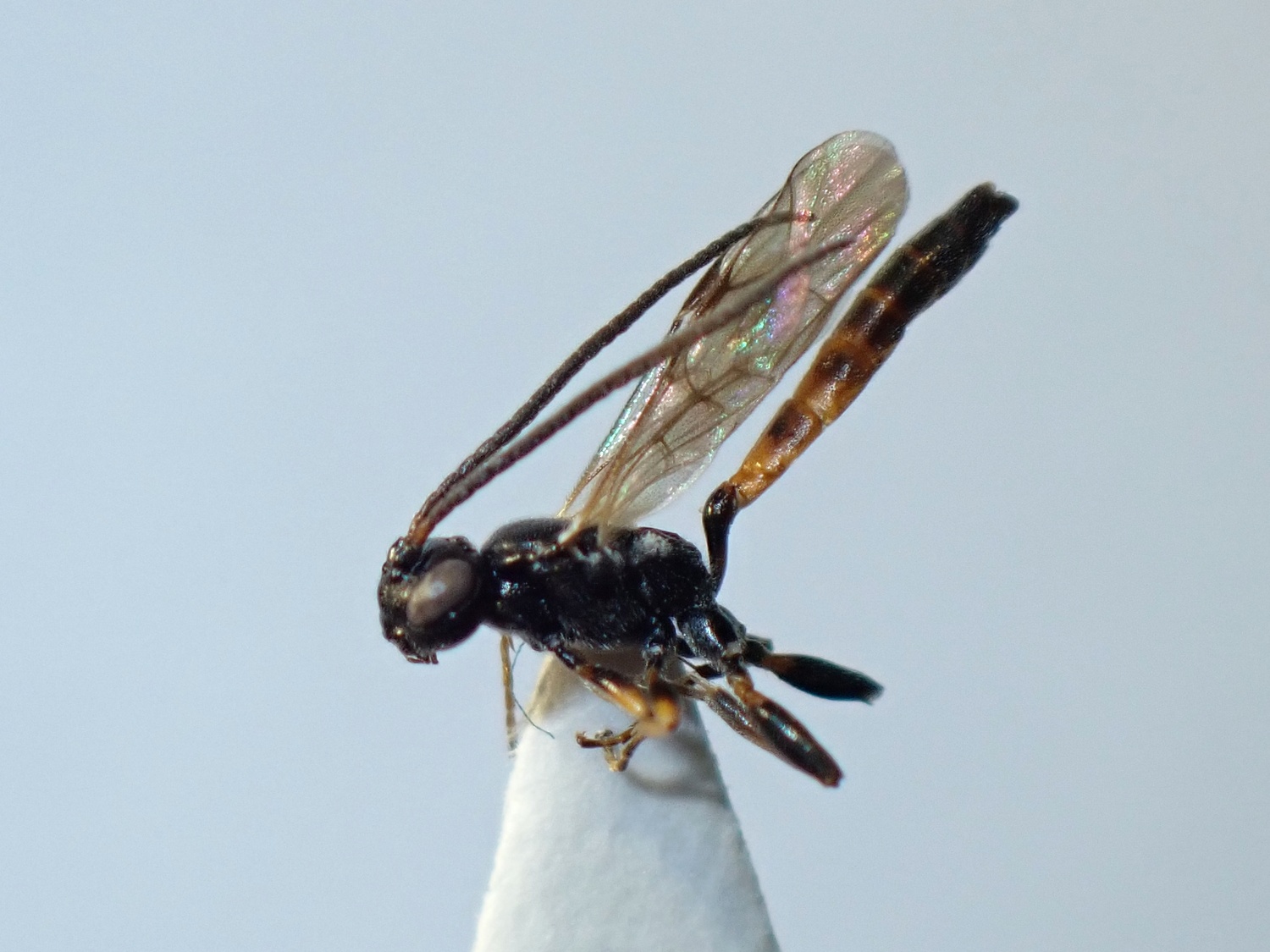 LIUW_26_317, Phaeogenes sp.