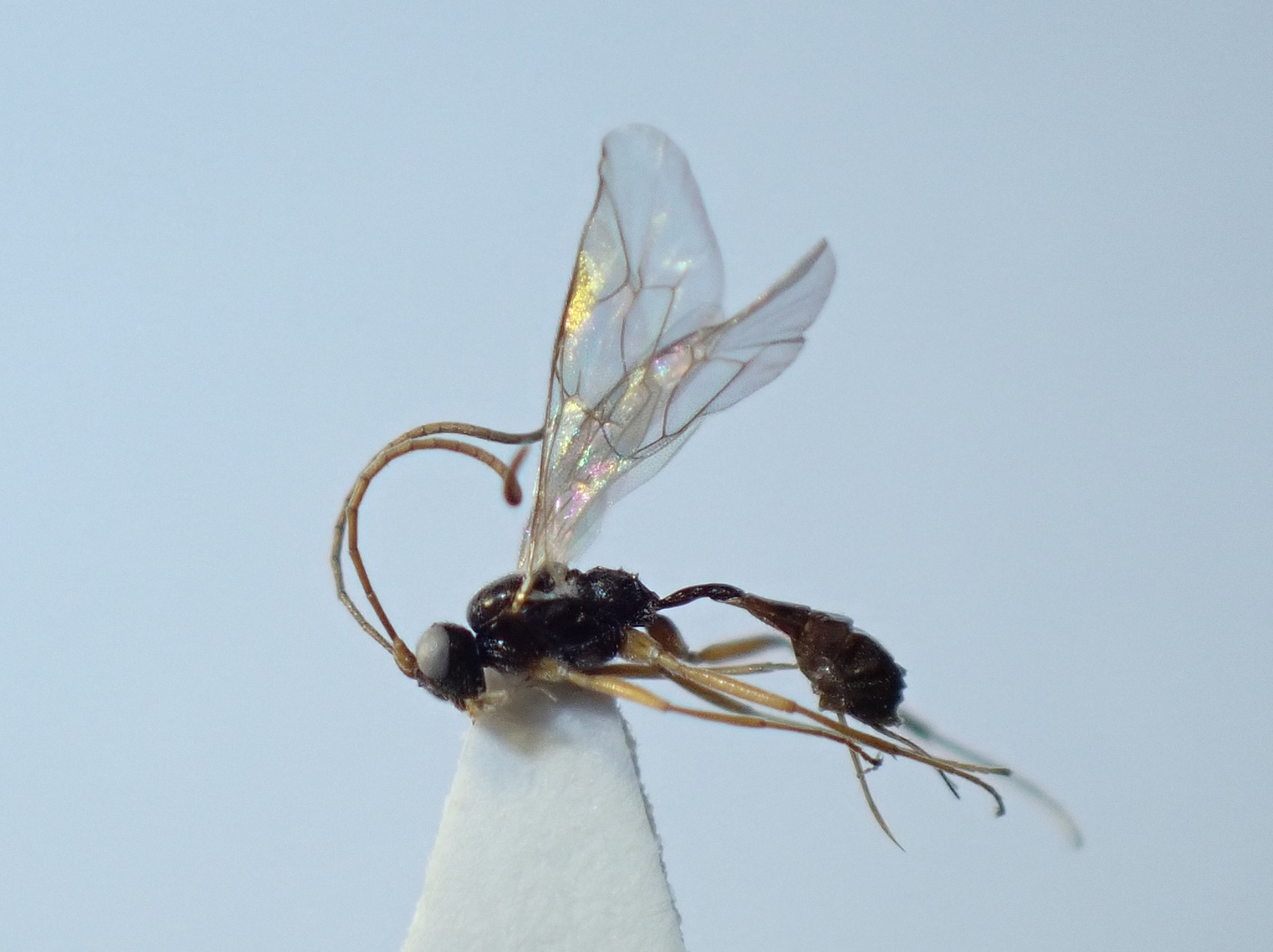 LIUW_26_318, Aclastus sp.