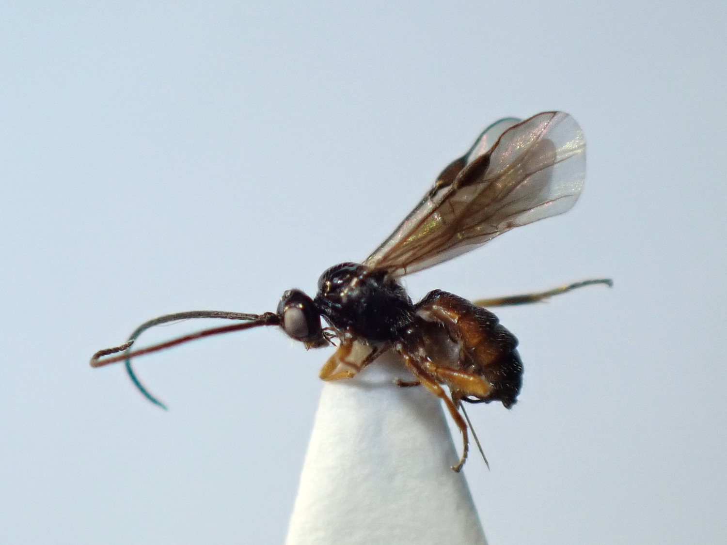 LIUW_26_319, Bracon sp.