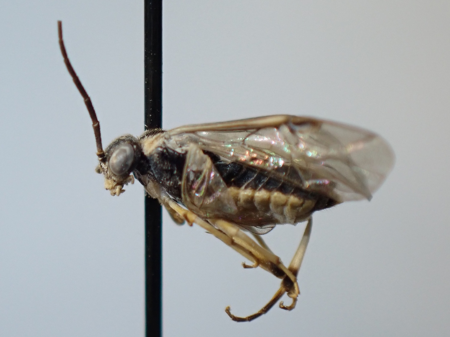 Pristiphora sp.