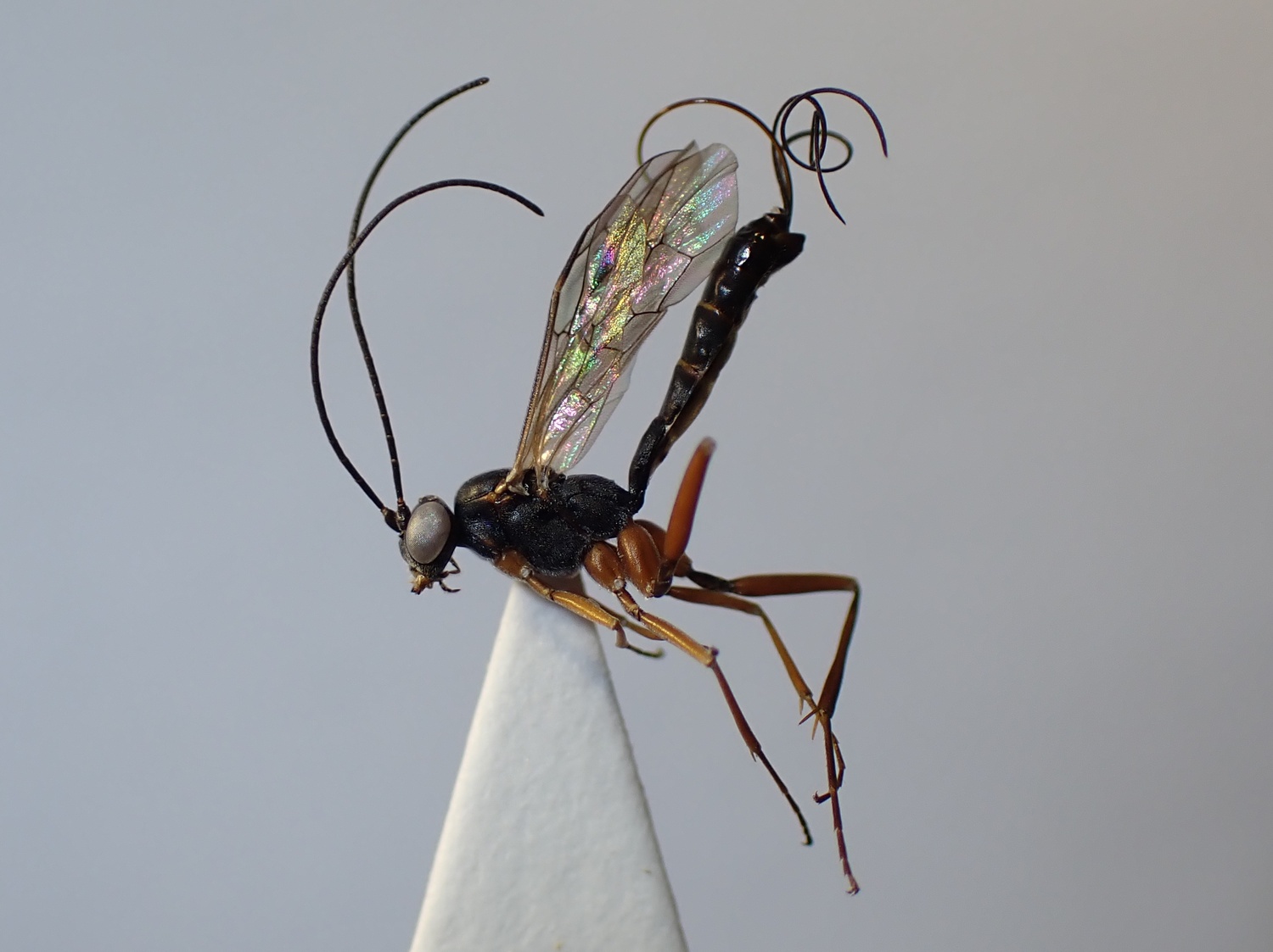 LIUW_26_321, Lissonota sp.