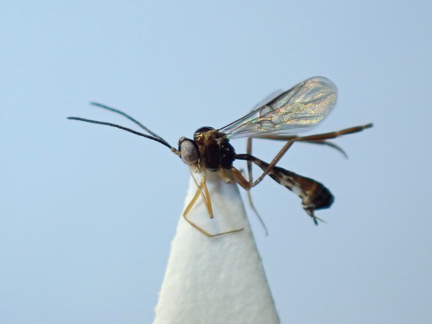 LIUW_26_322, Hybrizon buccatus