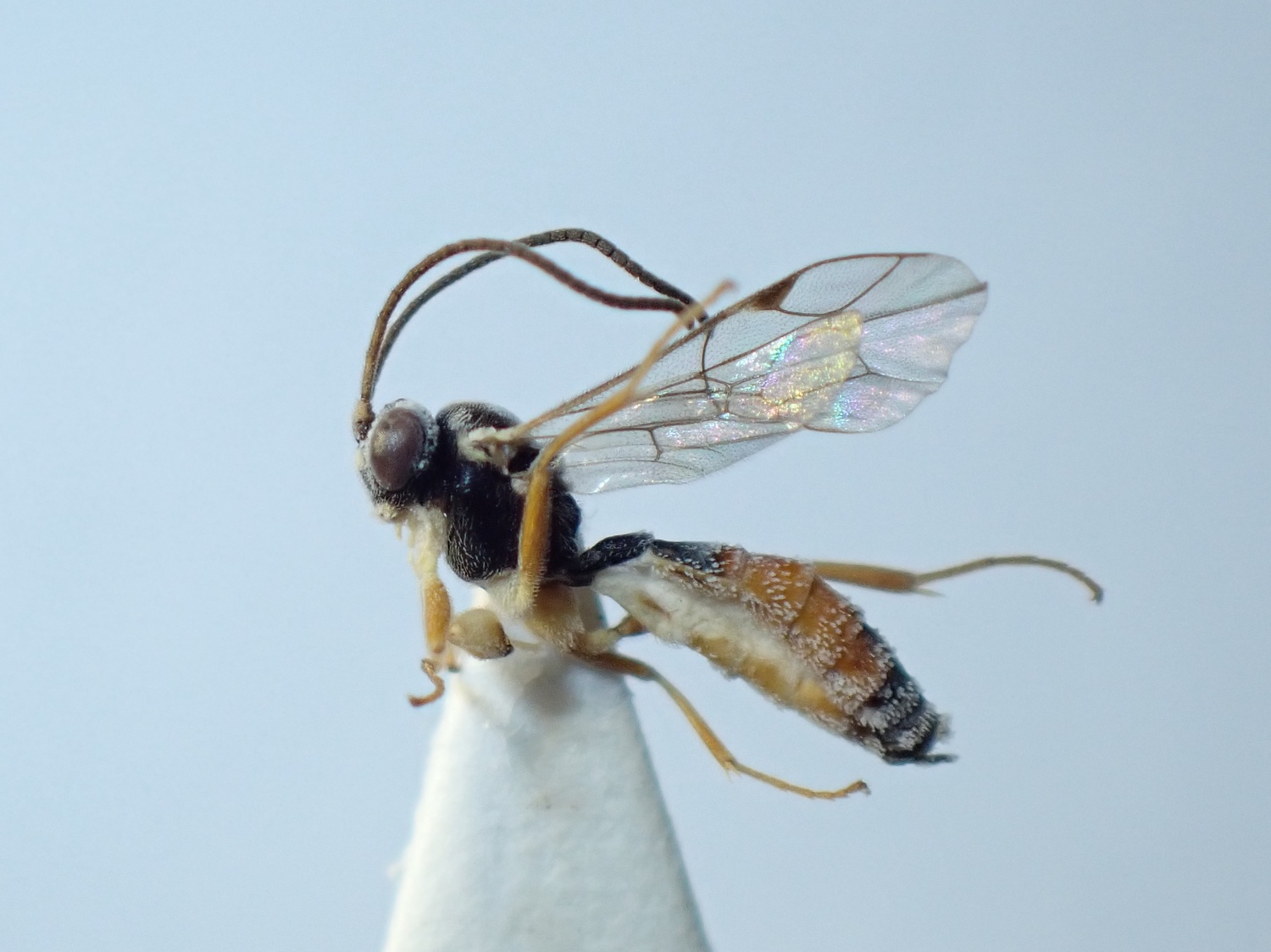 LIUW_26_323, Sussaba cognata