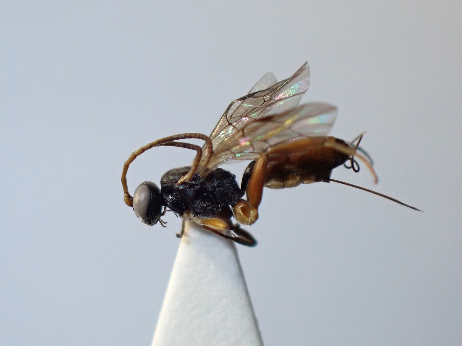 LIUW_26_325, Phygadeuontinae