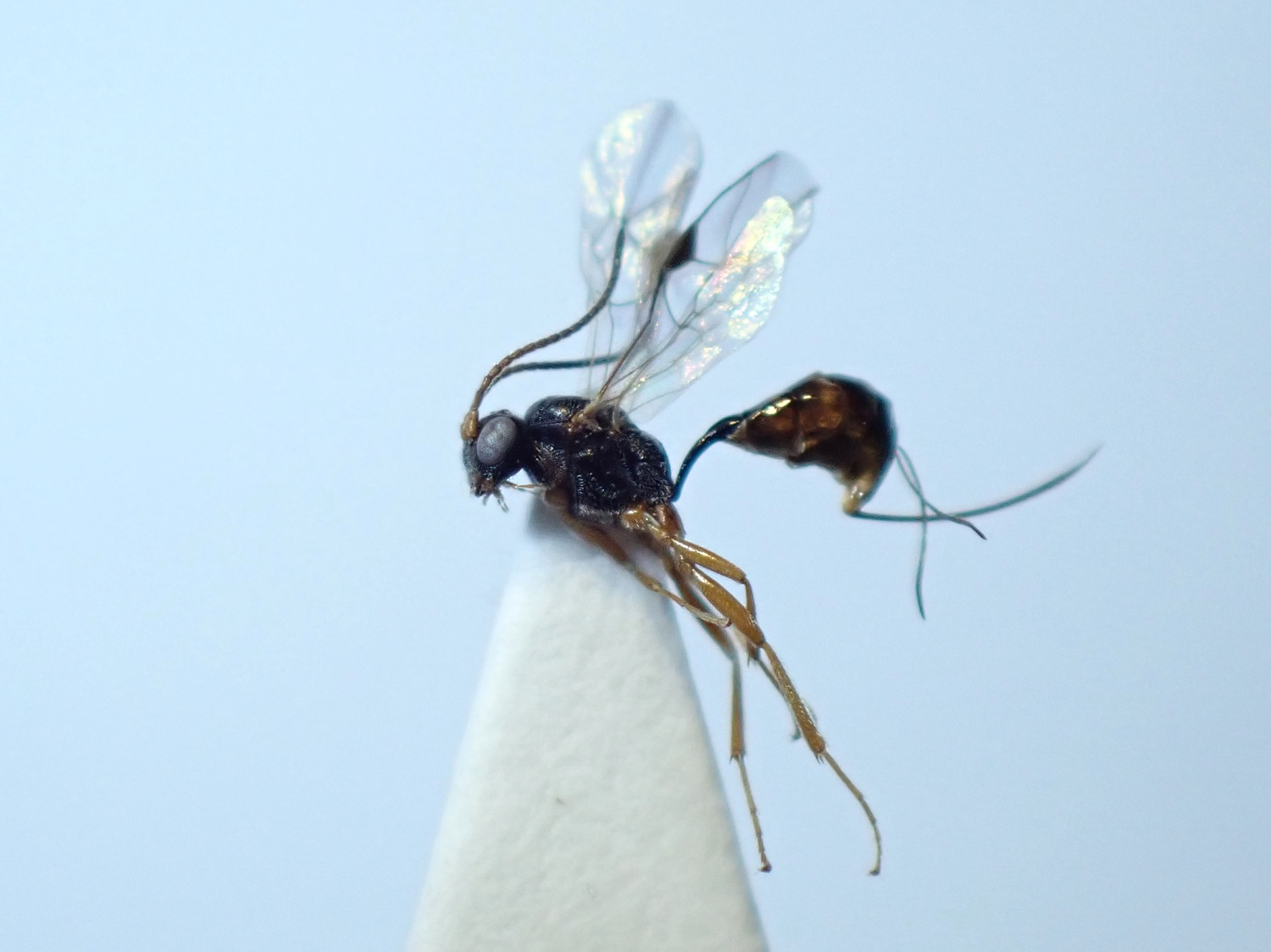 LIUW_26_326, Tersilochinae