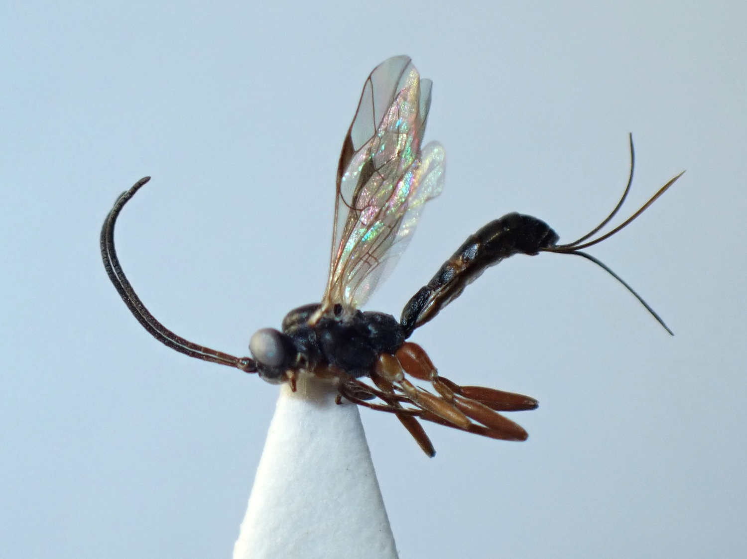 LIUW_26_329, Lissonota sp.