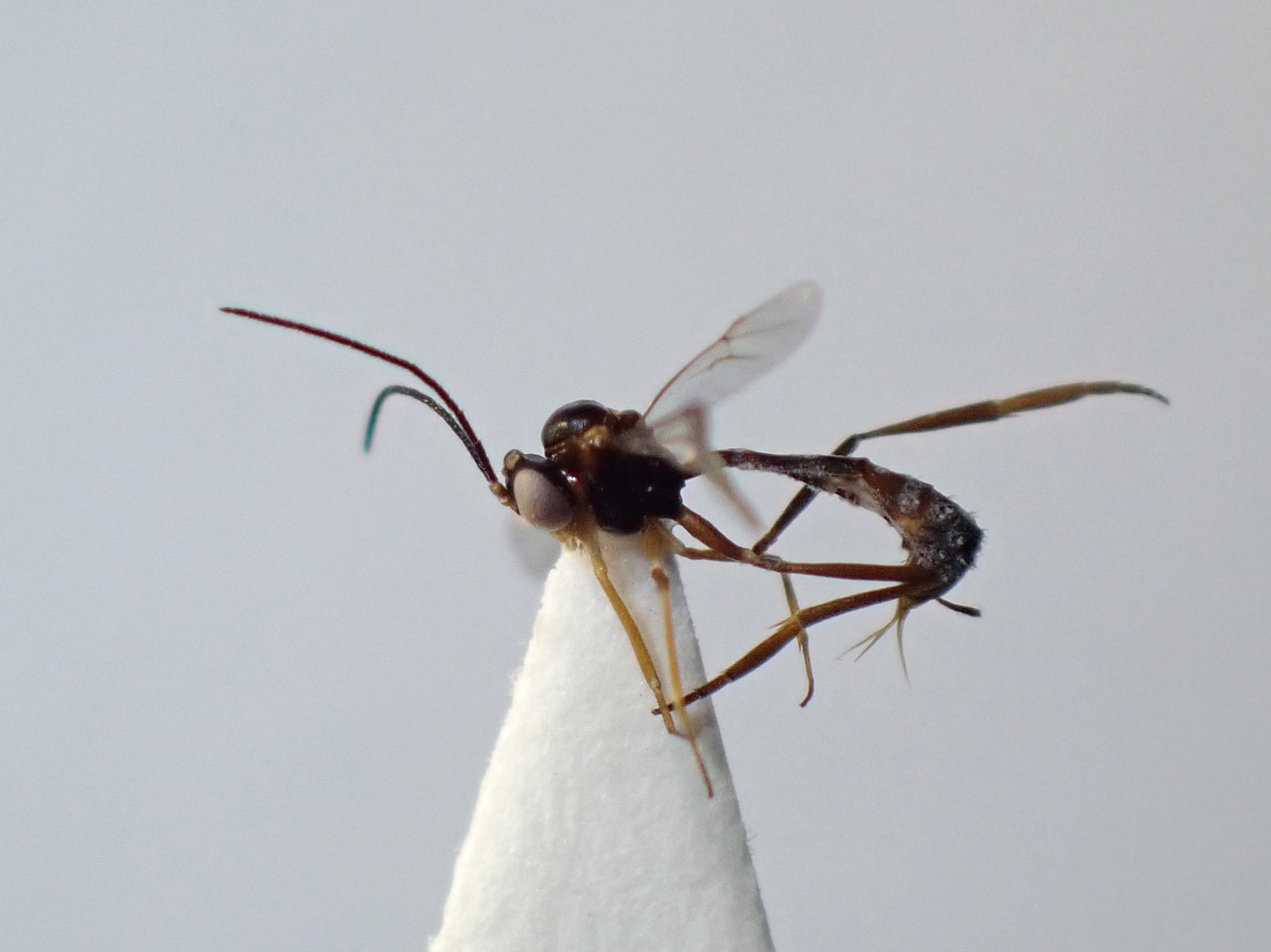 LIUW_26_330, Hybrizon buccatus