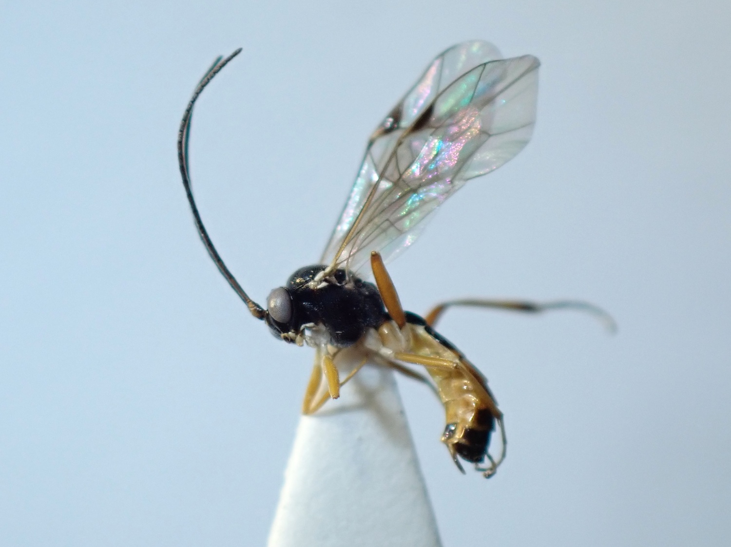 Promethes sp.