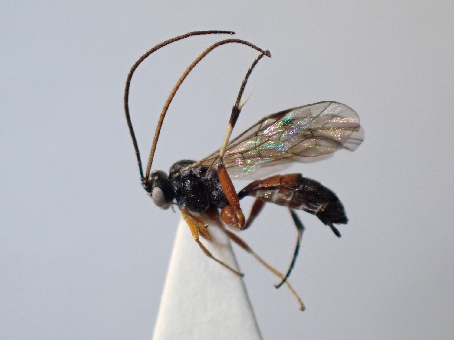 LIUW_26_332, Campodorus dorsalis