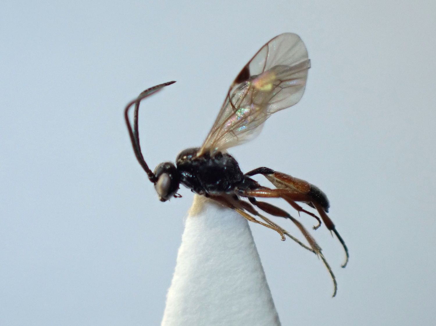 LIUW_26_333, Phygadeuon sp.