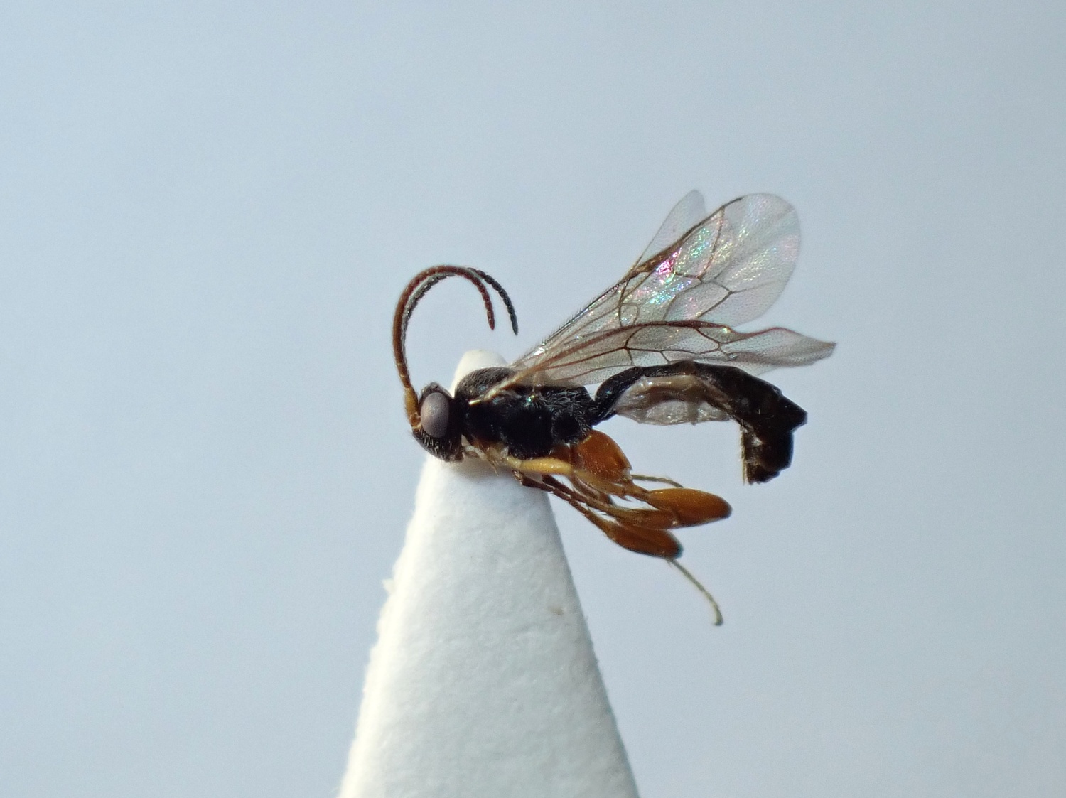 LIUW_26_334, Orthocentrus sp.