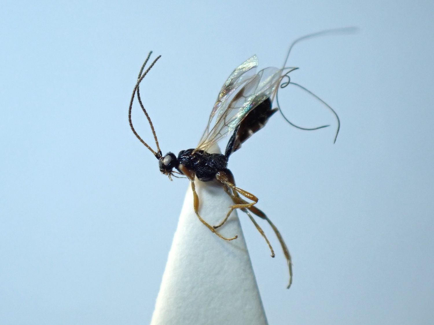 LIUW_26_335, Macrocentrus infirmus