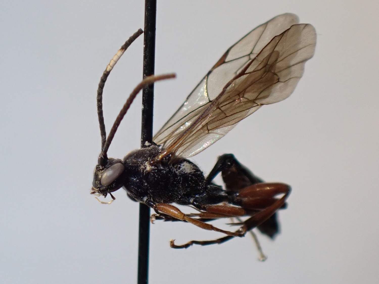 LIUW_26_336, Cratichneumon viator