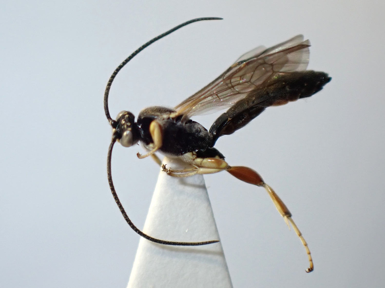 LIUW_26_337, Exochus gravipes