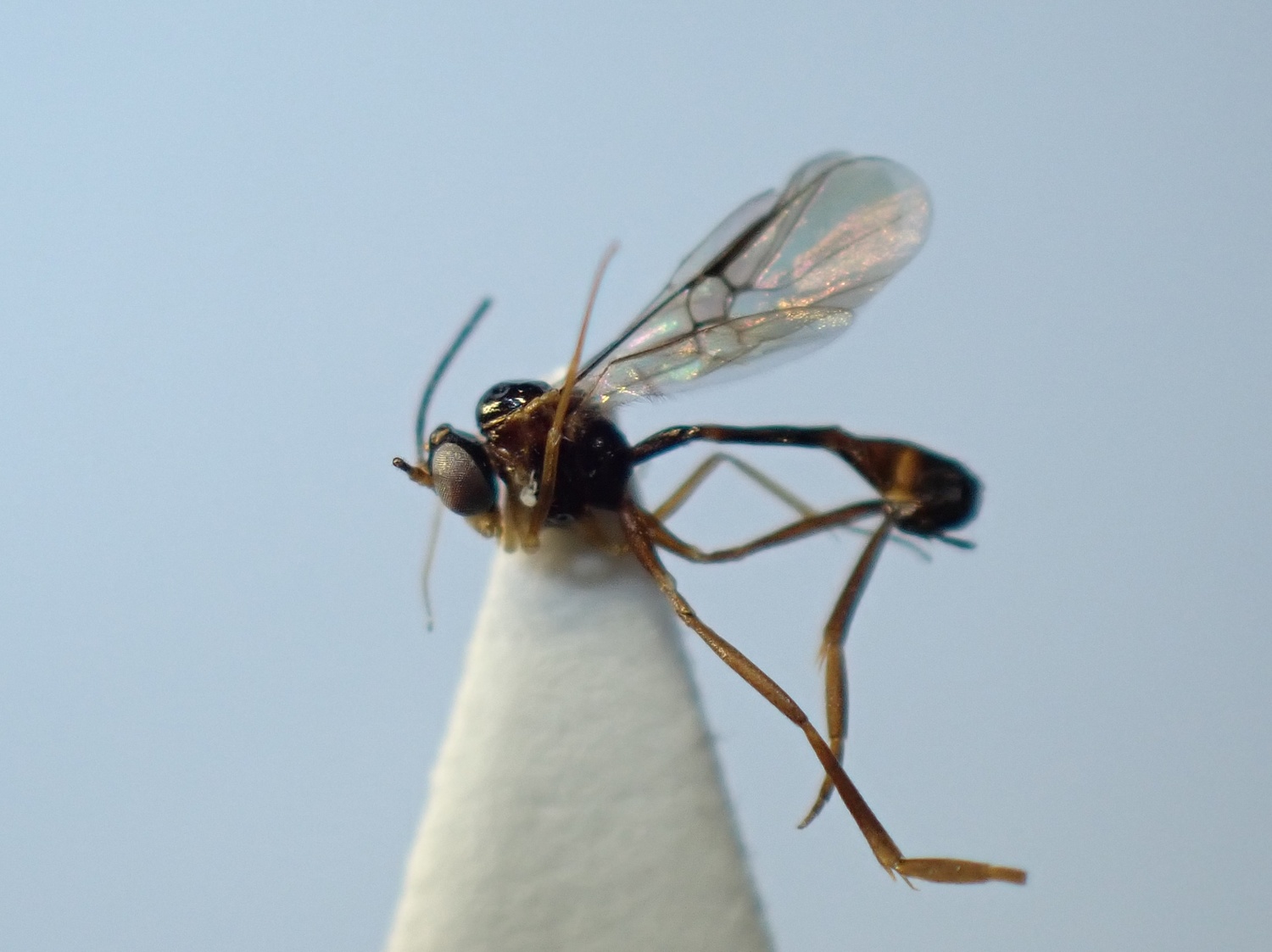 LIUW_26_338, Hybrizon buccatus