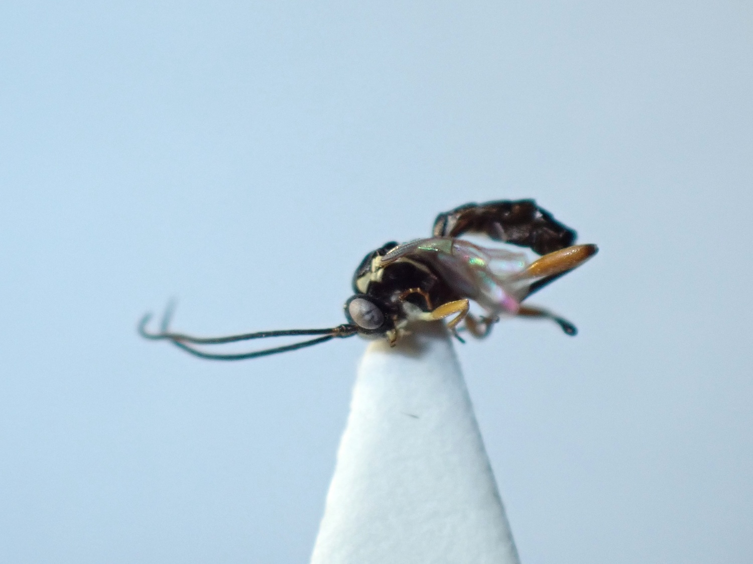 LIUW_26_339, Woldstedtius holarcticus