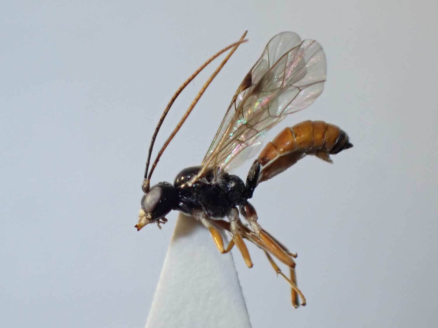 LIUW_26_340, Eridolius sp.