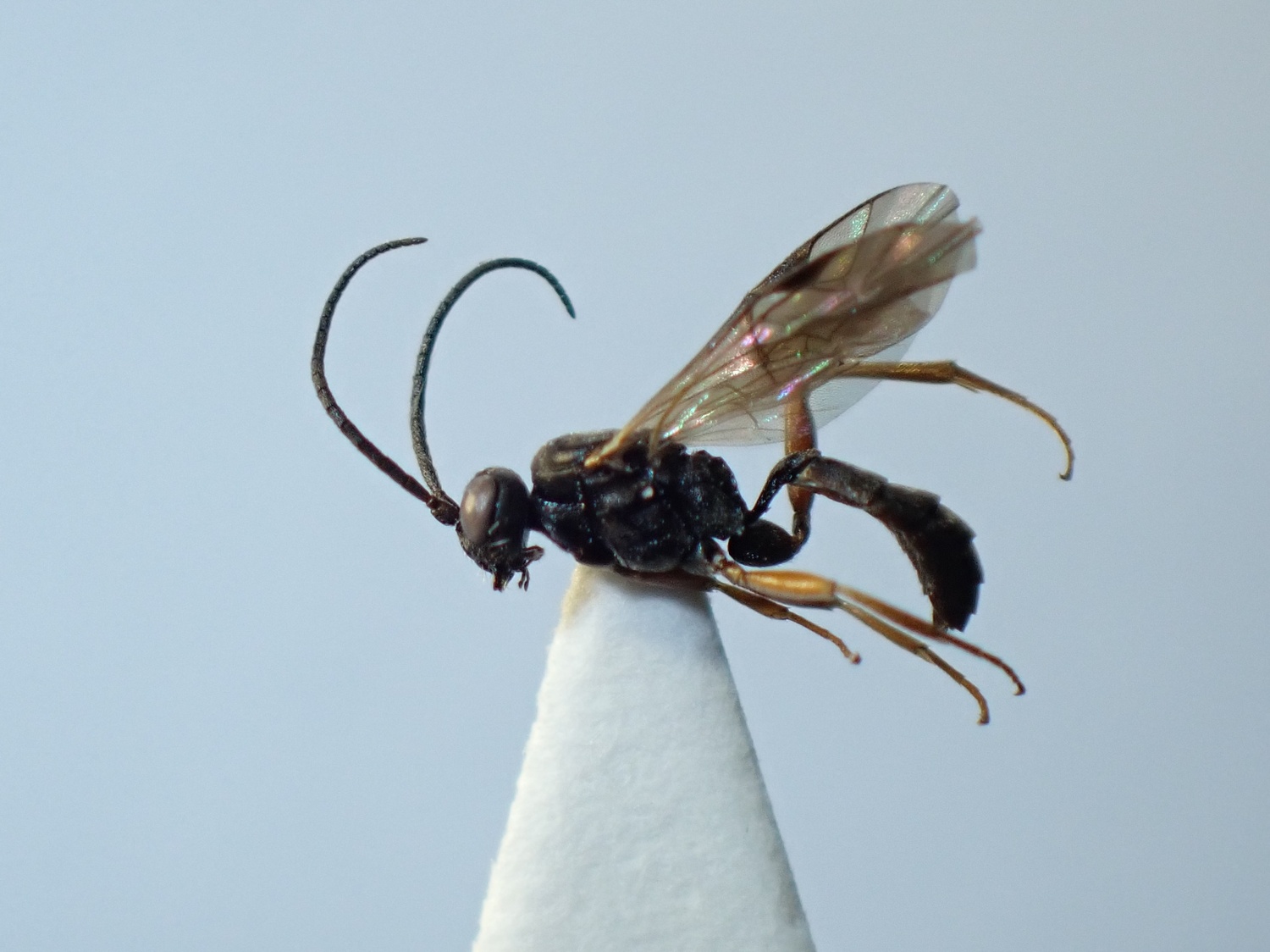 LIUW_26_341, Thaumatogelis sp.