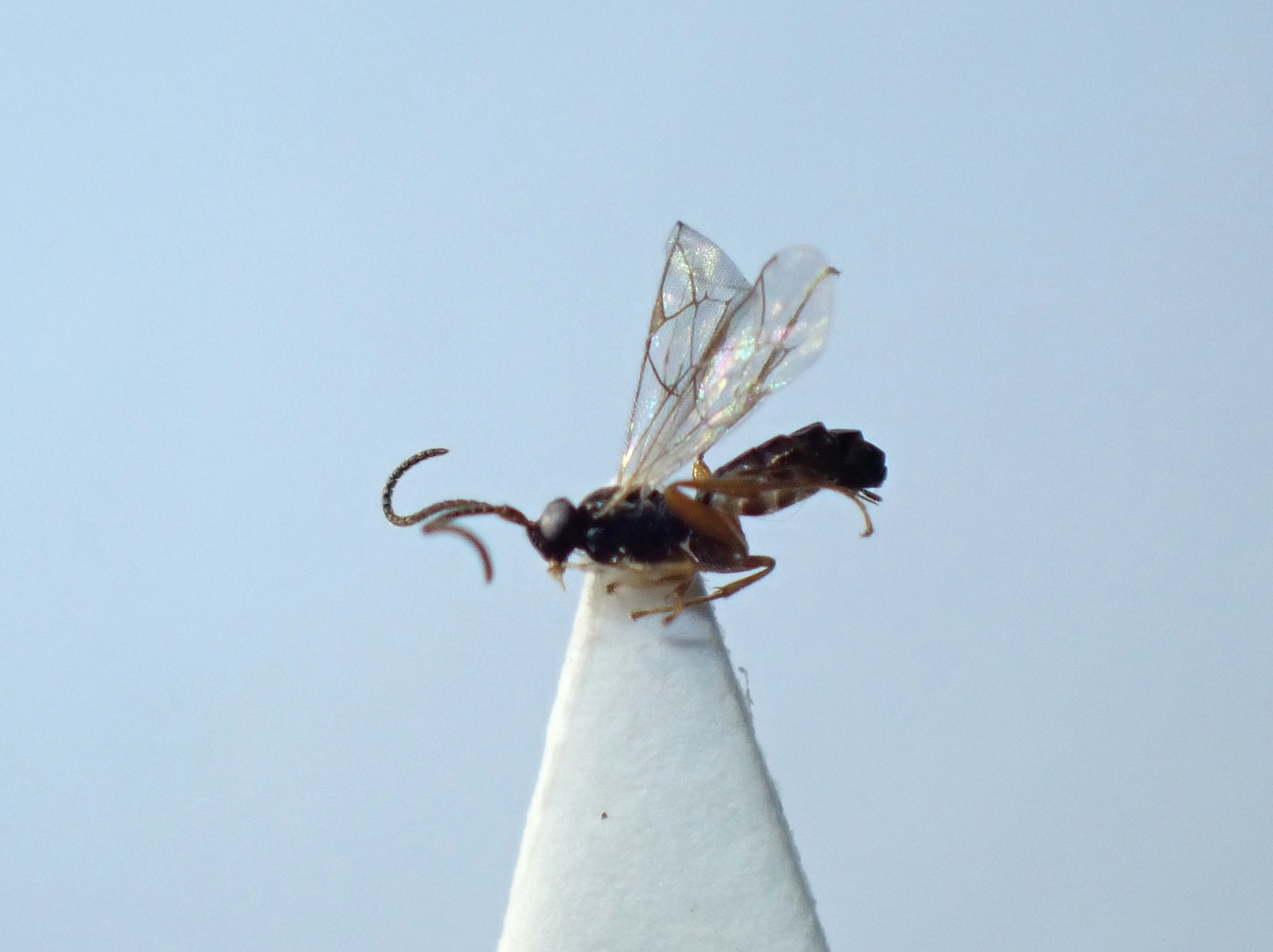LIUW_26_342, Stenomacrus sp.
