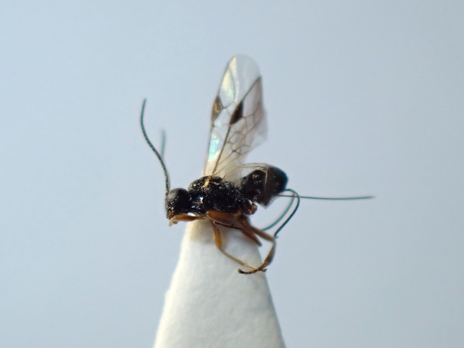 Diospilus sp.