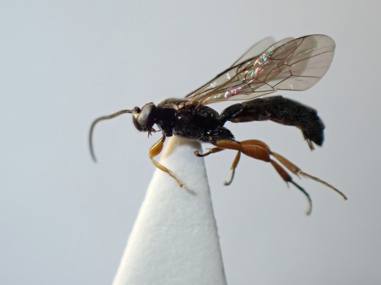 LIUW_26_345, Exochus procerus