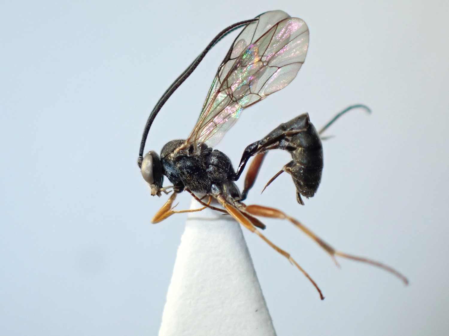 Hyposoter didymator