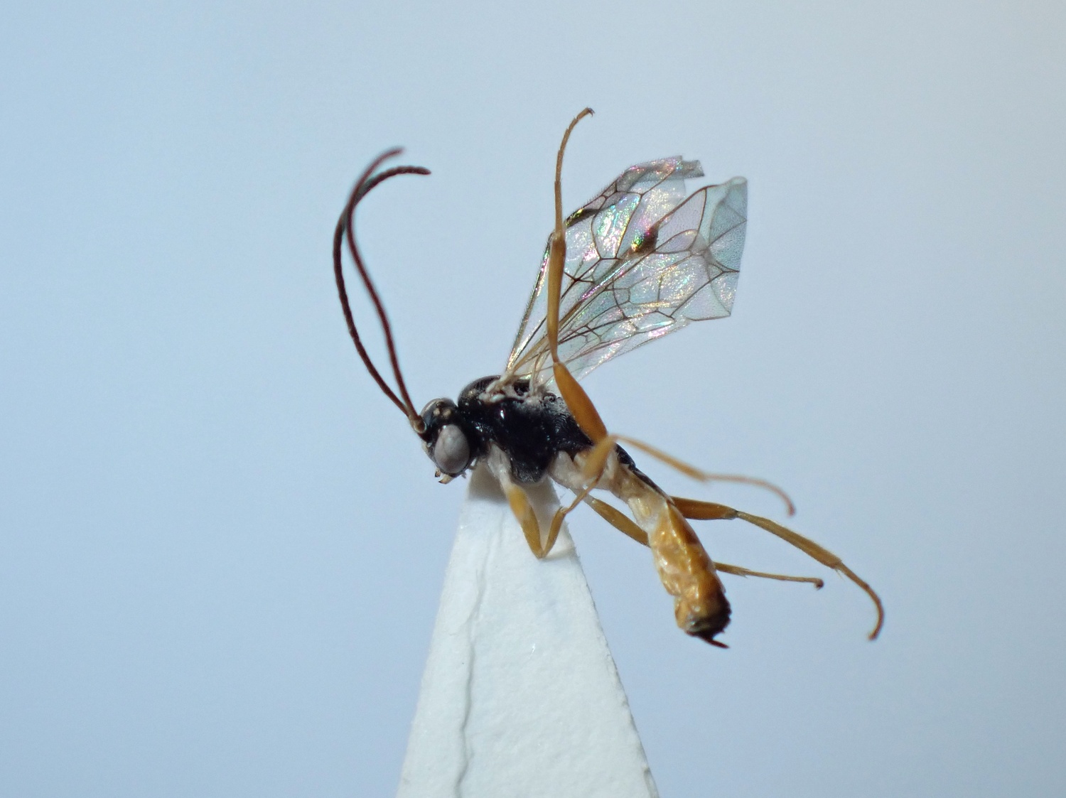 LIUW_26_347, Sussaba cognata