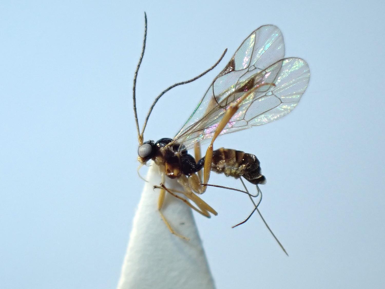 LIUW_26_350, Aperileptus sp.