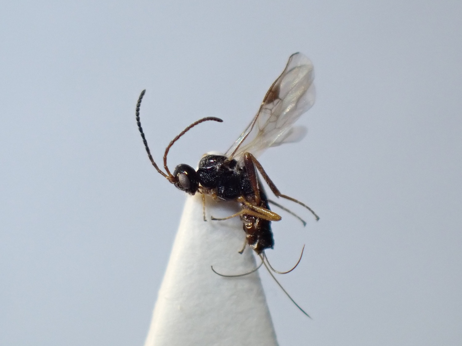 Blacus sp.